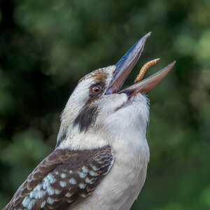Laughing Kookaburra.jpg