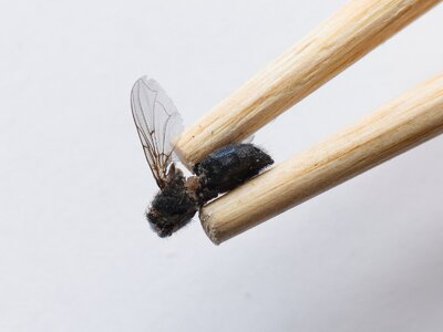 Mr. Miyagi's Chopsticks.JPG