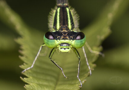 R7_H0933 Damselfly.jpg