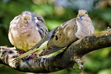 Doves.jpg