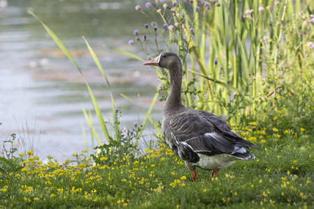 R7_H1225 White-fronted Goose.jpg