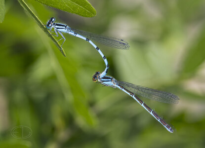 R7_H1279 Damselflies-Edit.jpg