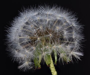 RF Macro Dandelion.jpg