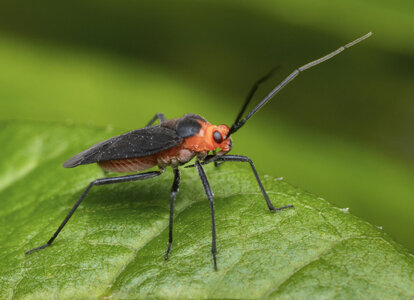 R7_H0913 Prepops rubrovittatus plant bug-Edit.jpg