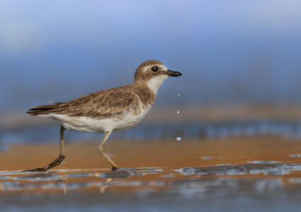 Siberian Sand-Plover.jpg