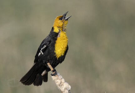 R7_G8992 Yellow-headed Blackbird.jpg