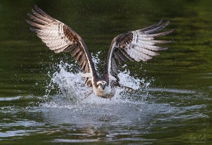 lowaltitudefishingCropSM.jpg