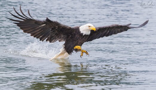 Eaglestrikeonwaterv2nobSM.jpg