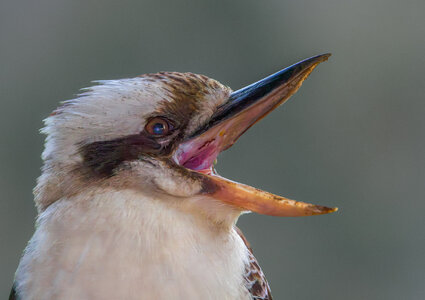 Laughing Kookaburra.jpg
