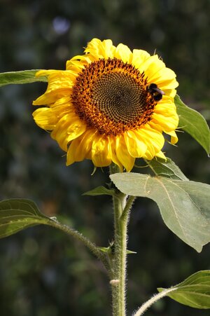 IMG_5251.JPG