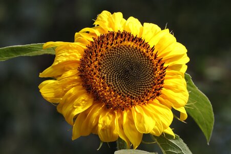 IMG_5252.JPG