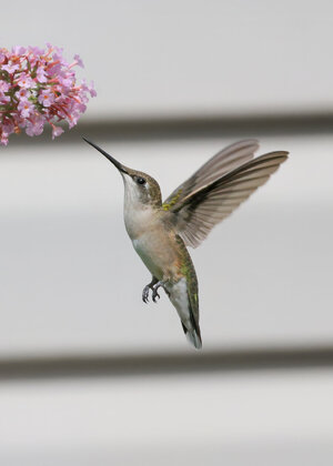 08-K41A0971-female ruby throated hummingbird.jpg