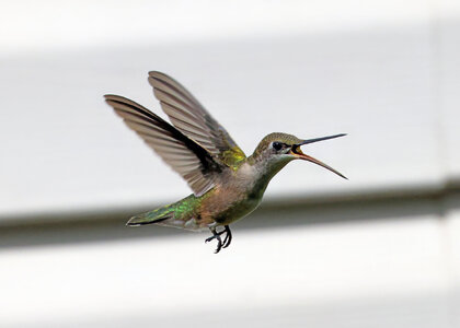 09-K41A1077-female ruby throated hummingbird.jpg