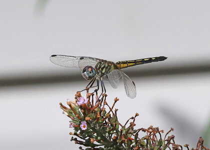 11-K41A1203-blue dasher dragonfly.jpg