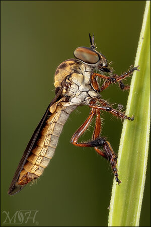 63904 Robber Fly.jpg
