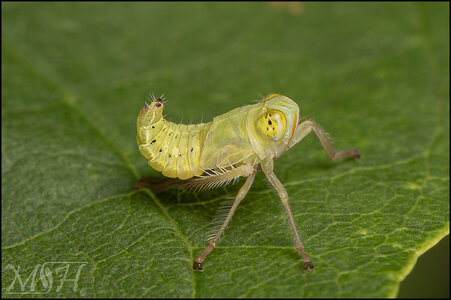 63913  Green Leafhopper.jpg