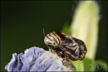 56147 Alder Spittlebug.jpg