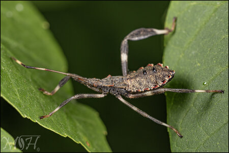 56186 Leaf-footed bug nymph.jpg