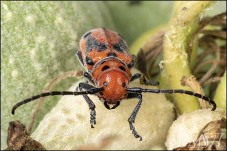 56239 Red Milkweed Beetle.jpg