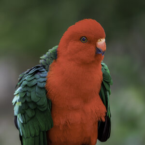 King-Parrot.jpg