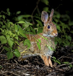 Rabbit.jpg