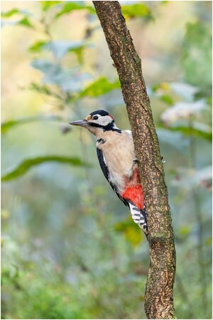 Great spotted Woodpecker by tmi.jpg