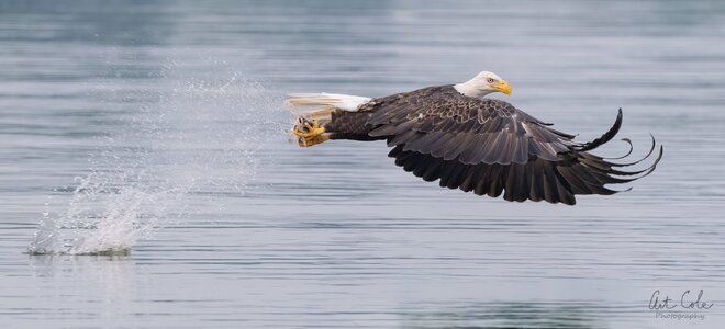 eaglemoneyshotpanosm.jpg