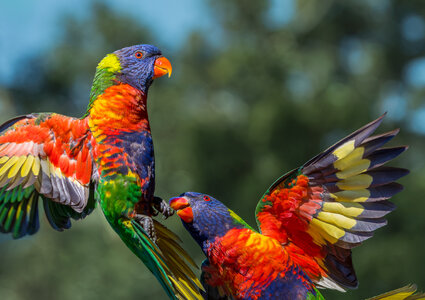 Squabbling Rainbow Lorikeets.jpg