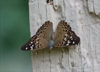 K41A9843 Hackberry Emporer RFS.jpg