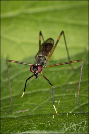 73063 Stilt-Legged Fly.jpg