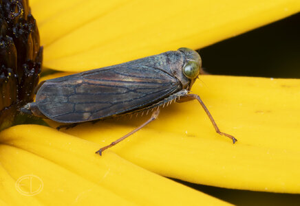 R7_H5129 Coppery Leafhopper.jpg