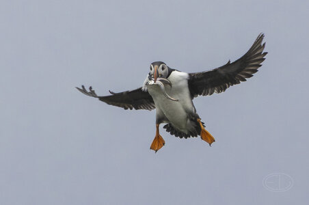 R7_H3200 Puffin.jpg