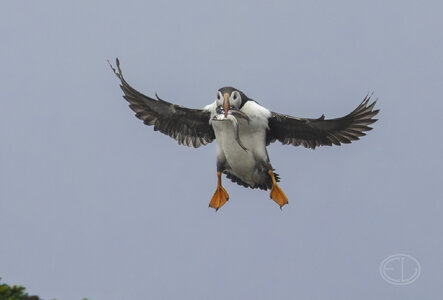R7_H3203 Puffin.jpg