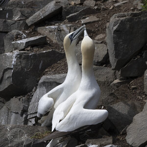 R7_H2745 Northern Gannet.jpg