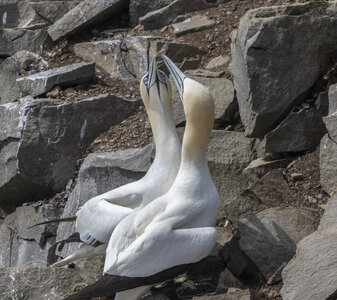 R7_H2749 Northern Gannet.jpg