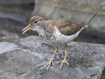 R7_H3690 Spotted Sandpiper.jpg