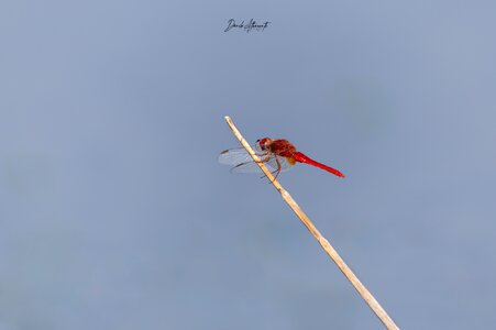 Dragonfly15:8 copia.jpg