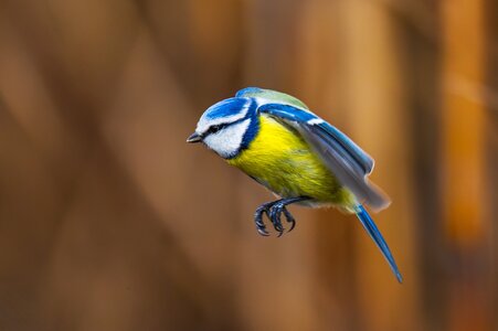lue tit.jpg