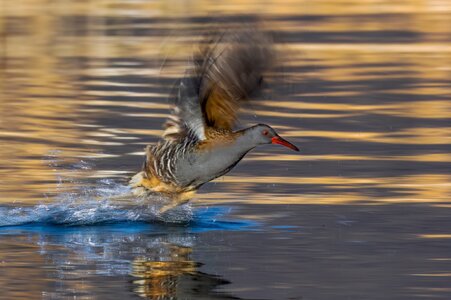 water rail-47.jpg