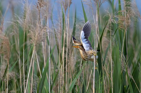 littlebittern_6.jpg