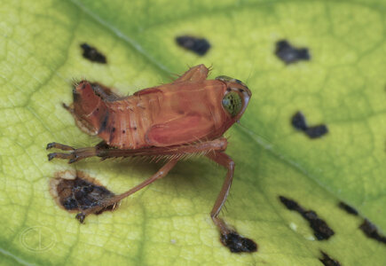 R7_H0963 Leafhopper nymph-Edit.jpg