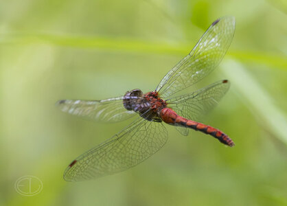 R7_H5513 Dragonfly.jpg