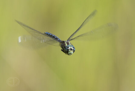 R7_H5582 Dragonfly.jpg