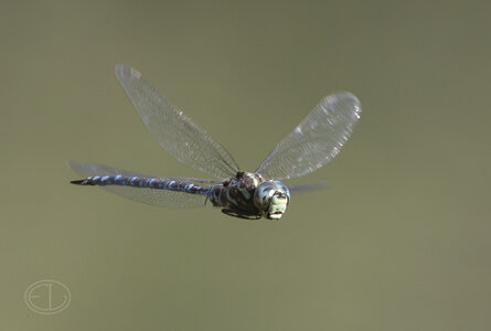 R7_H5617 Dragonfly.jpg