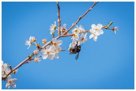Bee-bloss-lg-9284.jpg