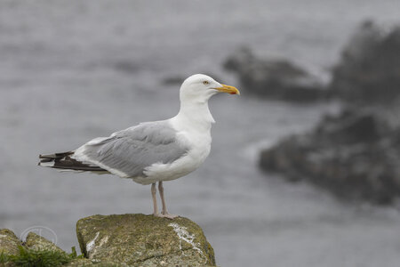 R7_H3450 Herring Gull.jpg