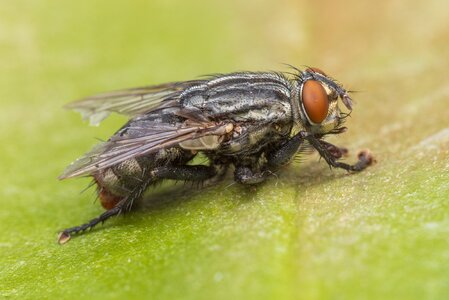 Fly2.jpg