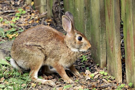 Rabbit2.jpg
