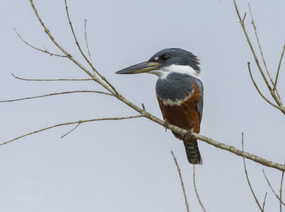 R7_F4929 Kingfisher.jpg