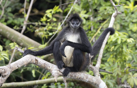 R7_F6346 Spider Monkey.jpg
